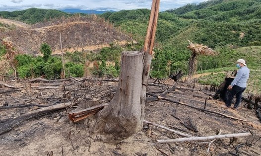 Một diện tích có cây rừng tái sinh bị chặt hạ và đốt thực bì để trồng keo tràm ở tiểu khu  603B. Ảnh: Hưng Thơ.