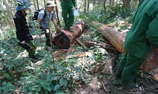 Những năm qua, chính quyền các cấp tỉnh Đắk Lắk gặp rất nhiều khó khăn trong việc bảo vệ, phục hồi và phát triển rừng tại địa phương. Ảnh: B.T