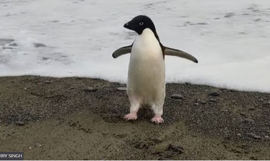 Chim cánh cụt  Pingu. Ảnh: Harry Singh