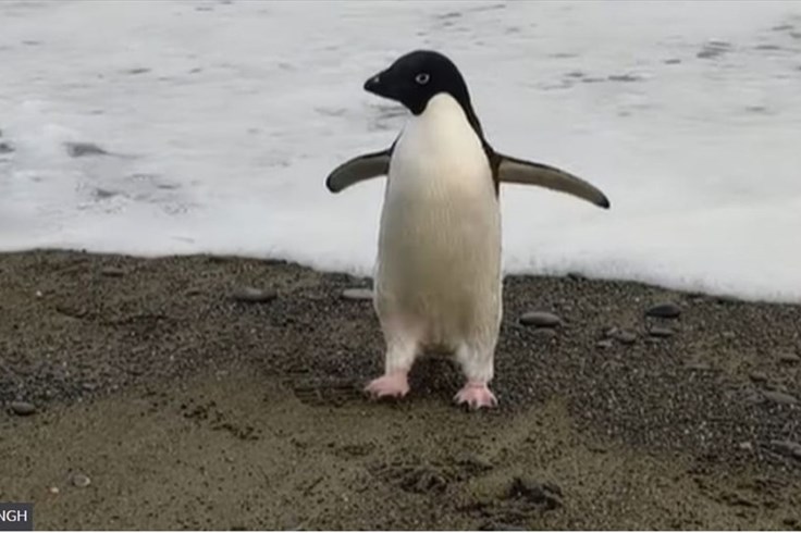 Chim cánh cụt Nam Cực chu du 3.000km đến New Zealand