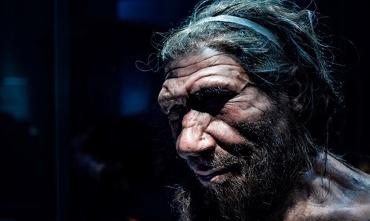 Một bản sao của người Neanderthal tại Bảo tàng Lịch sử Tự nhiên, London. Ảnh: Bảo tàng Lịch sử Tự nhiên/Shutterstock