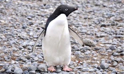 Chú chim cánh cụt Adélie trên con đường đầy đá sau khi đi lạc 3.000km từ Nam Cực. Ảnh: Birdlings Flat Beach
