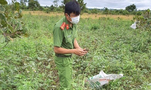 Các chiến sĩ công an thu hoạch mùa màng giúp người dân thôn Buôn Chóah. Ảnh: Minh Quỳnh