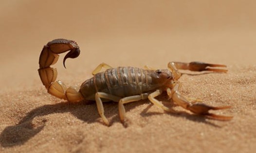 Ai Cập là quê hương của loài bọ cạp đuôi béo, một trong những loài bọ cạp nguy hiểm nhất trên thế giới. Ảnh: AFP/Getty