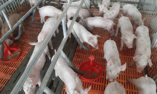 Giá lợn hơi đang giảm dưới giá thành sản xuất, người chăn nuôi thua lỗ. Ảnh: Nguyễn Hanh