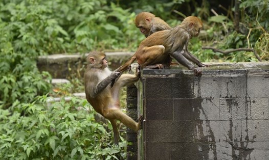 Một số loài khỉ vẫn giữ được đuôi trong khi con người và loài vượn thì không. Ảnh: Getty/AFP