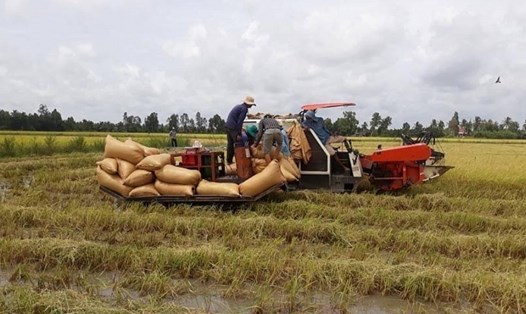 Giá phân bón, thuốc BVTV chiếm 38% chi phí sản xuất lúa. Nguy cơ nông dân mất lãi khi giá VTNN đang tăng cao. Ảnh minh họa: TL