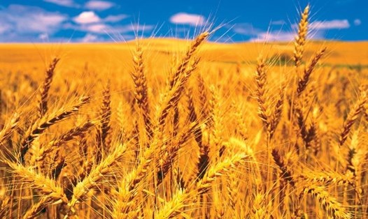 FAO thông tin về triển vọng thương mại lương thực rất lớn. Ảnh minh họa: IT