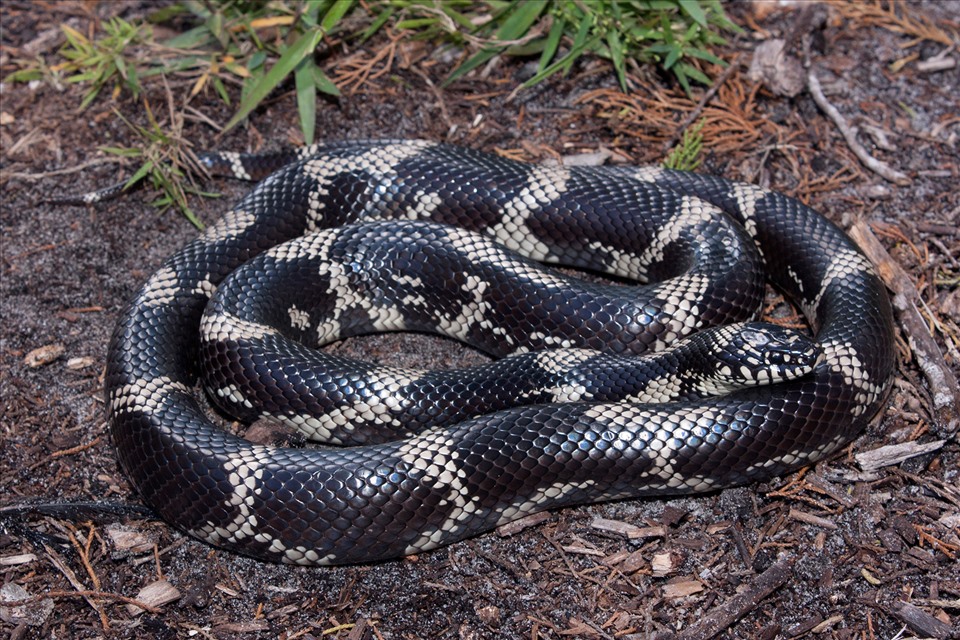 Rắn độc: Cùng chúng tôi tìm hiểu về những loài rắn độc hiếm nhất và đẹp nhất trên thế giới. Không chỉ là những con vật đáng sợ, mà chúng ta cũng có thể cảm nhận được sự độc đáo và thú vị của chúng qua những bức ảnh đẹp. Đón xem ngay hình ảnh liên quan đến rắn độc trên trang của chúng tôi.