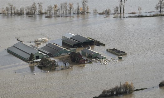 Lũ lụt bủa vây nhà cửa ở Abbotsford, Canada ngày 18.11. Ảnh: AFP