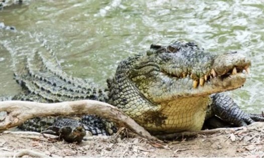 Cá sấu là loài động vật có từ trước thời khủng long nhưng tồn tại cho tới tận ngày nay. Ảnh: AFP