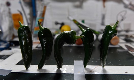 Phi hành gia NASA trồng loại ớt của New Mexico trên Trạm vũ trụ ISS và thu hoạch những quả ớt đầu tiên. Ảnh: NASA