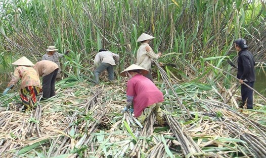 Biện pháp phòng vệ thương mại đã được ngành mía đường Việt Nam sử dụng để bảo vệ hàng hóa trong nước. Ảnh minh họa: Nguyễn Huyền