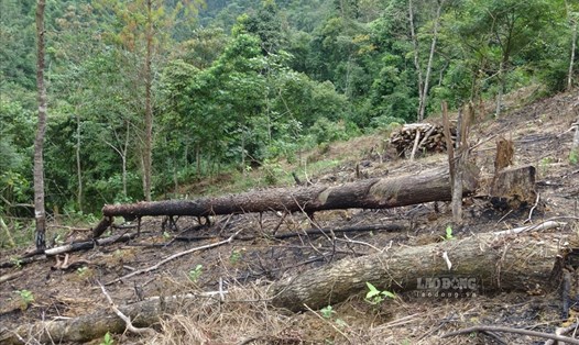 Nhiều diện tích rừng phòng hộ trên địa bàn huyện Văn Chấn, tỉnh Yên Bái bị phát phá, xâm lấn. Ảnh: Văn Đức