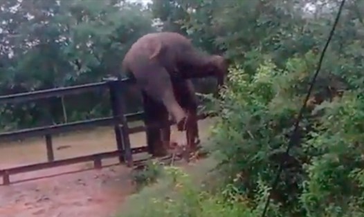 Con voi trèo qua hàng rào. Ảnh chụp màn hình