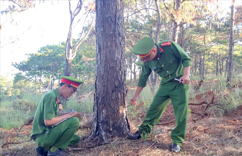 Công an Đắk Nông điều tra vụ hủy hoại rừng thông ven Quốc lộ 14. Ảnh:MQ