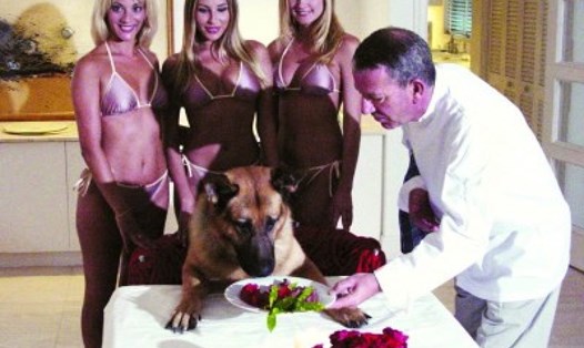 Chú chó triệu phú Gunther sống trong xa hoa nhờ được thừa hưởng khối tài sản kếch xù. Ảnh: Animalfair.com