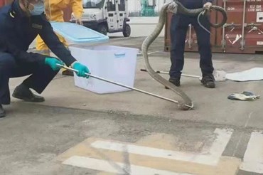 Hải quan Trung Quốc phát hiện con rắn dài 4m ở lô gỗ nhập khẩu. Ảnh chụp màn hình