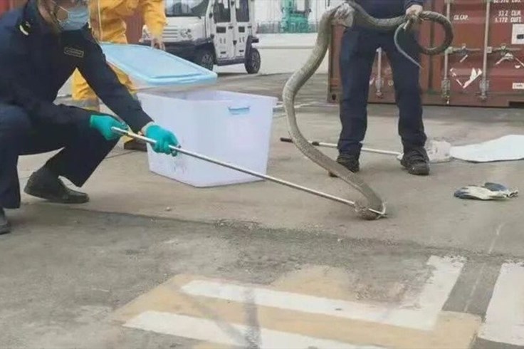 Hải quan Trung Quốc phát hiện hổ mang chúa dài 4m trong lô gỗ nhập khẩu