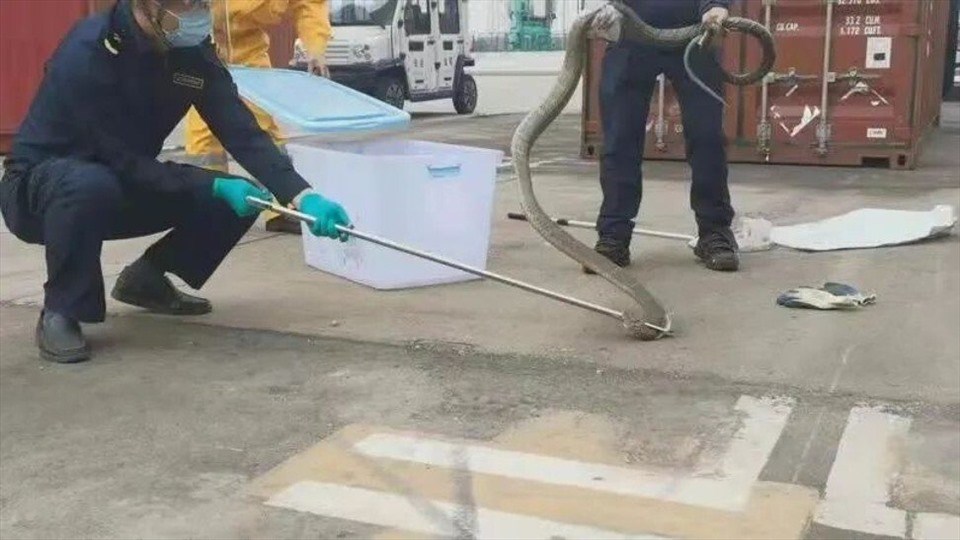 Hải quan Trung Quốc phát hiện con rắn dài 4m ở lô gỗ nhập khẩu. Ảnh chụp màn hình Hải quan Trung Quốc phát hiện con rắn dài 4m ở lô gỗ nhập khẩu. Ảnh chụp màn hình