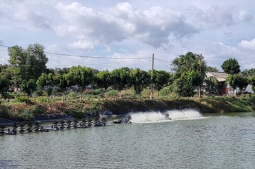 Mô hình nuôi cá rô phi theo công nghệ và trồng cây xen canh quanh bờ hồ tại huyện Xuyên Mộc. Ảnh: T.A