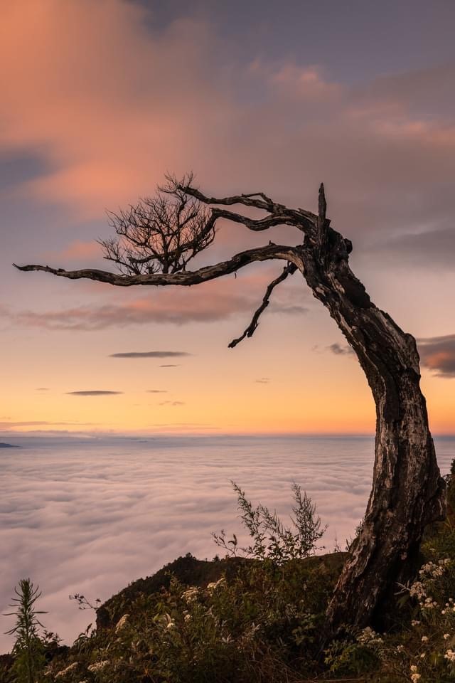 Cây "phong ba" trên đỉnh cao Lảo Thẩn, Ý Tý, Lào Cai - khi chưa bị đốn hạ. Ảnh: Nguyễn Anh Chiêm