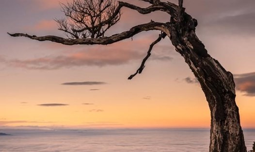 Cây "phong ba" trên đỉnh cao Lảo Thẩn, Ý Tý, Lào Cai - khi chưa bị đốn hạ. Ảnh: Nguyễn Anh Chiêm