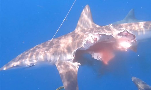 Con cá mập mất nửa thân vẫn săn mồi. Ảnh chụp màn hình