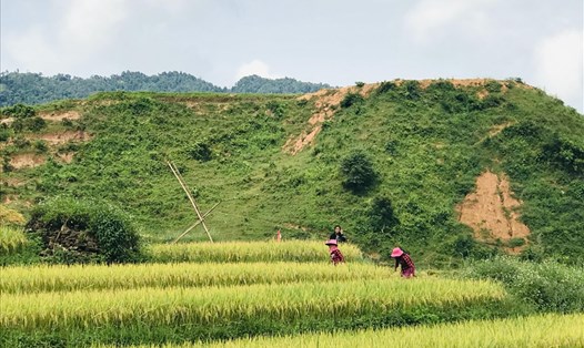 Sau khi ổn định cuộc sống người dân bản Pha Luông phát triển kinh tế bằng việc khai hoang trồng lương thực, cây ăn quả và chăn nuôi gia súc. Ảnh: M.C