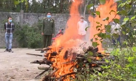 Lực lượng chức năng Nghệ An tiến hành tiêu hủy cá thể hổ theo quy định. Ảnh: PV