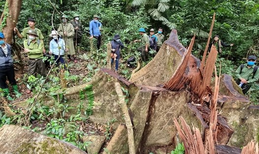 Cây gỗ lớn bị chặt hạ trong khu vực được bảo vệ nghiêm ngặt của khu bảo tồn. Ảnh:   H.T