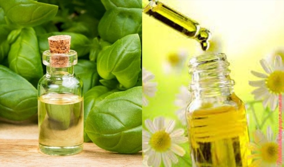 Tinh dầu hoa cúc, tinh dầu húng quế có thể làm giảm cơn đau gút. Đồ họa: Thanh Ngọc