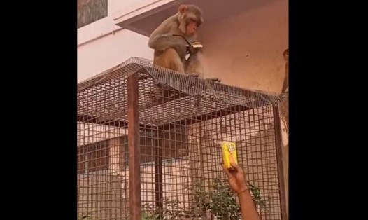 Khỉ là loài động vật thông minh. Chú khỉ trong hình biết cách trao đổi có lợi với con người. Ảnh: Indian Police Service Rupin Sharma