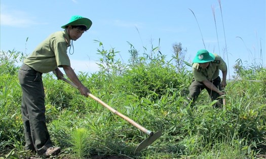 Các ngành chức năng tỉnh Đắk Nông tiến hành trồng rừng. Ảnh: Bảo Lâm