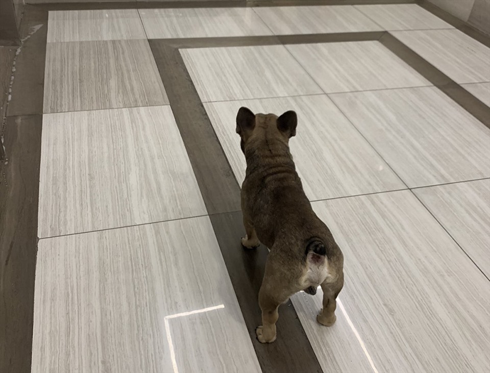 Chó thả rông trong hành lang chung cư M. tại Quận 4, TPHCM. Ảnh: CD.