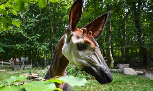 Một con okapi tại vườn thú Mulhouse ở miền đông nước Pháp. Ảnh: AFP