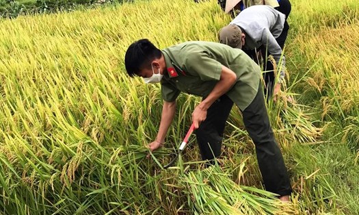 Giá gạo xuất khẩu của Việt Nam lại tăng thêm 5 USD/tấn. Ảnh minh họa: Nguyễn Anh Tuấn