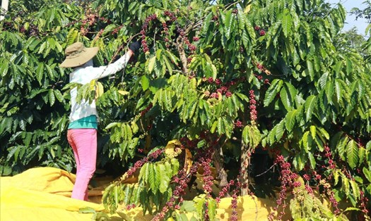 Nông dân Đắk Nông thu hái hạt cà phê chín đỏ, có chọn lọc. Ảnh: Phan Tuấn