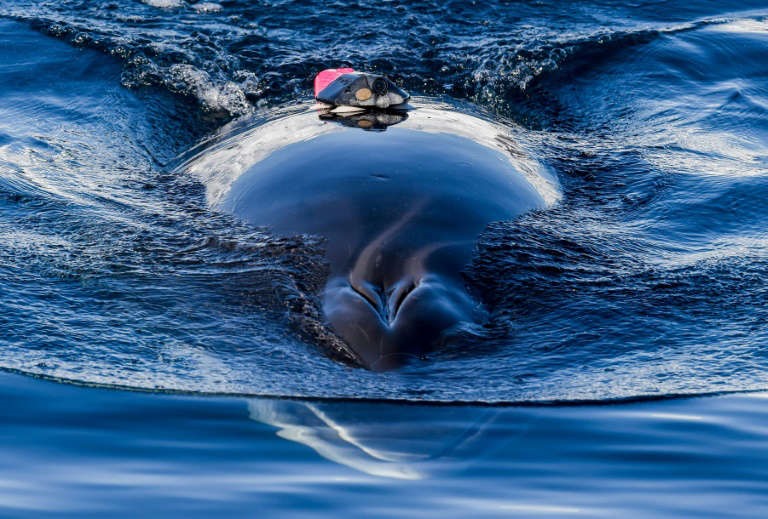Hình Nền Hình Nền điện Thoại Di động Cá Voi HD và Nền Cờ đẹp cá voi xanh cá  voi hình nền điện thoại di động để Tải Xuống Miễn Phí 