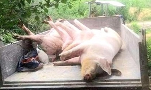 Lợn nhiễm bệnh dịch tả lợn Châu Phi phải đi tiêu hủy. Ảnh: Lê Phi Long