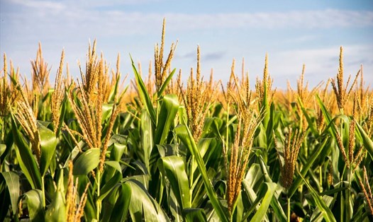 Biến đổi khí hậu có thể ảnh hưởng đến việc sản xuất ngô và lúa mì sớm nhất là vào năm 2030. Ảnh: AFP