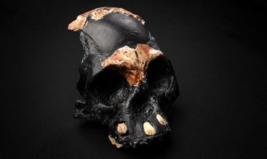 Hóa thạch em bé Homo naledi đầu tiên được tìm thấy trong hệ thống hang động Ngôi sao đang lên ở ngoại ô Johannesburg, Nam Phi. Ảnh: Đại học Witwatersrand