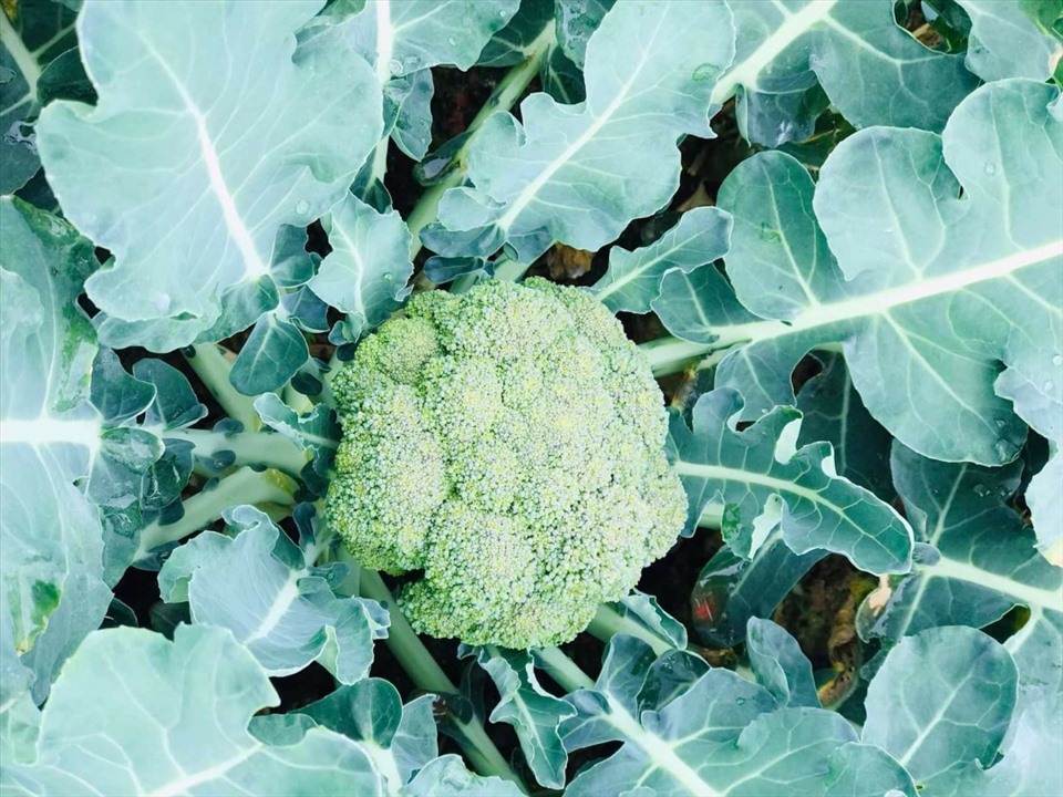 Bông cải xanh là một trong những thực phẩm có thể dùng để chế biến món salad. Ảnh: Thanh Ngọc