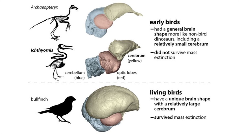 Các loài chim thời khủng long - Archaeopteryx và Ichthyornis - có hình dạng não giống với khủng long cổ đại hơn các loài chim còn sống. Ảnh: Chris Torres/Đại học Ohio