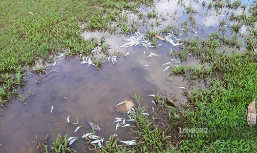 Cá chết tại suối Cái xóm Dũng Tiến, xã Dũng Phong, huyện Cao Phong. Ảnh: Minh Chuyên.