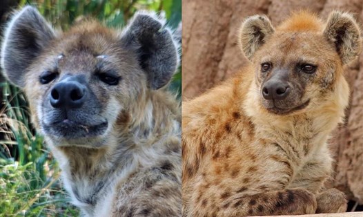 Ngozi 22 tuổi và Kibo 23 tuổi là 2 con linh cẩu đầu tiên mắc COVID-19. Ảnh: Vườn thú Denver