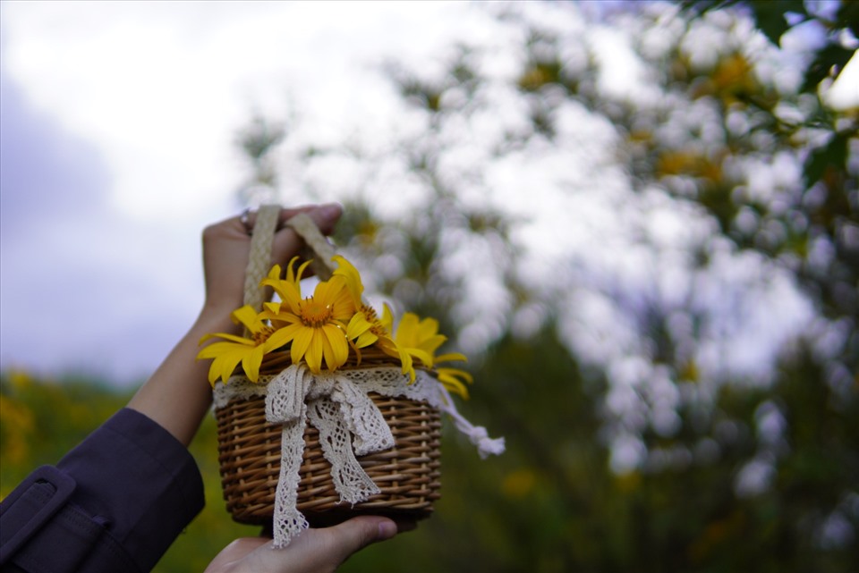 Hoa dã quỳ từ lâu là một biểu tượng của vùng đất cao nguyên Đà Lạt.