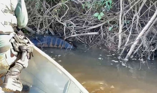 Trăn anaconda bị mắc kẹt do nuốt phải con mồi quá lớn đã được giải cứu. Ảnh: the Environmental Military Police of Mundo Novo