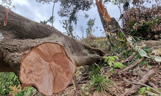 Cây rừng tái sinh tự nhiên bị chặt hạ ở tiểu khu 603B ở huyện Gio Linh, tỉnh Quảng Trị. Ảnh: Hưng Thơ