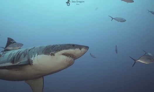Con cá mập trắng lớn với vô số sẹo khắp thân mình. Ảnh: Sea Dragons